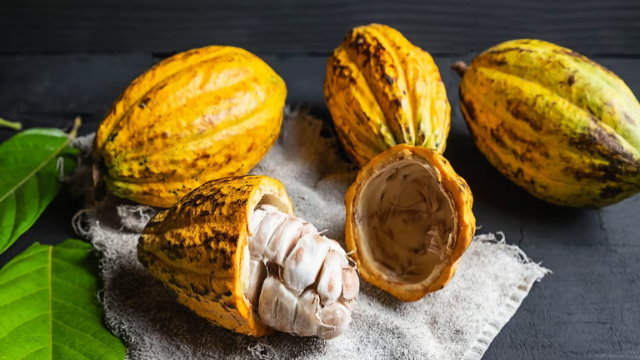 7 Manfaat Buah Kakao untuk Kesehatan